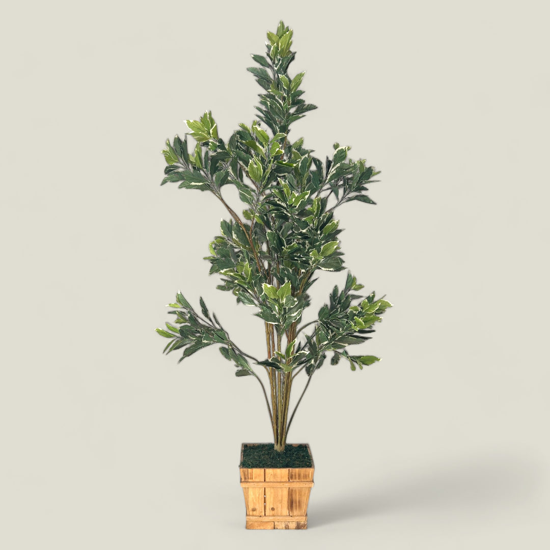 Top Quality Faux Variegated Ficus Plant ( 5.5 Ft.)