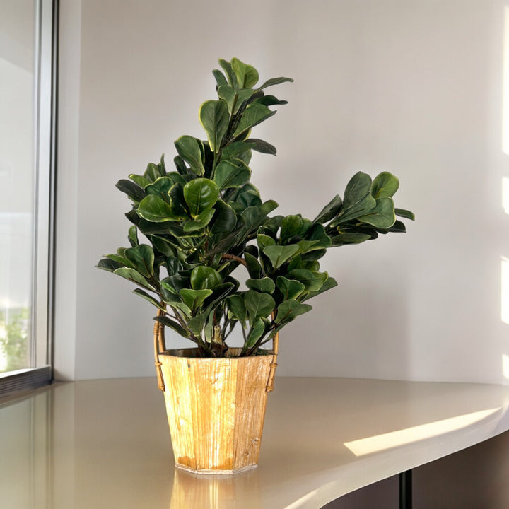 Premium Quality Ficus in Wooden Planter