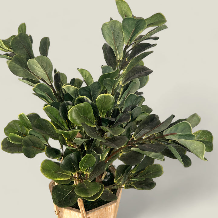 Premium Quality Ficus in Wooden Planter