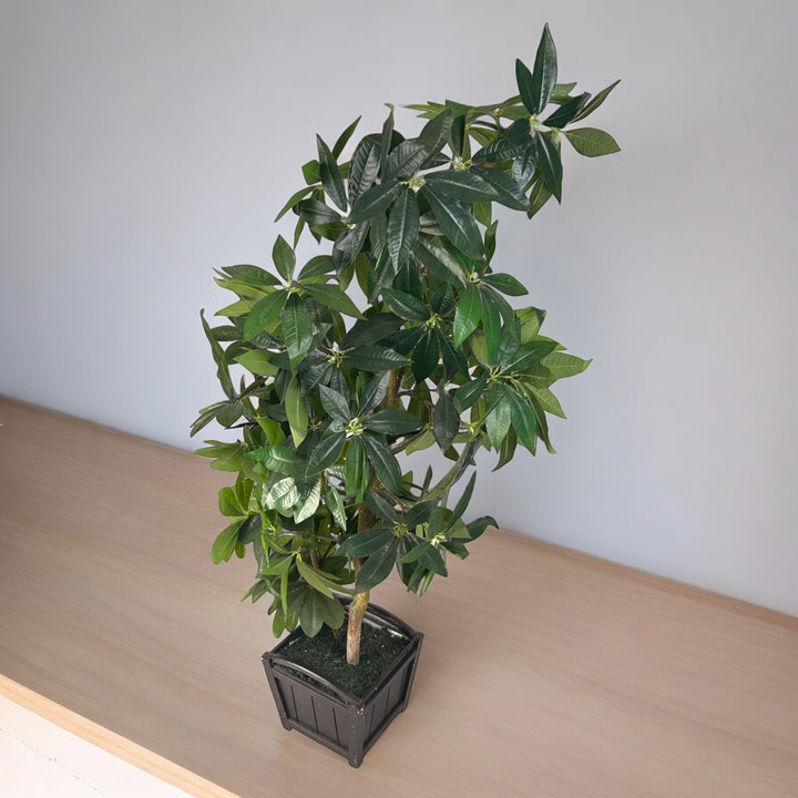 Premium Dwarf Mango Plant with Wooden Planter -(5.5 Ft.)